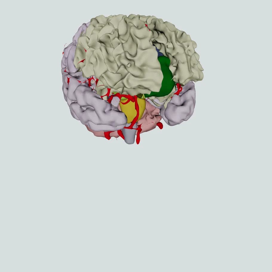 Brain