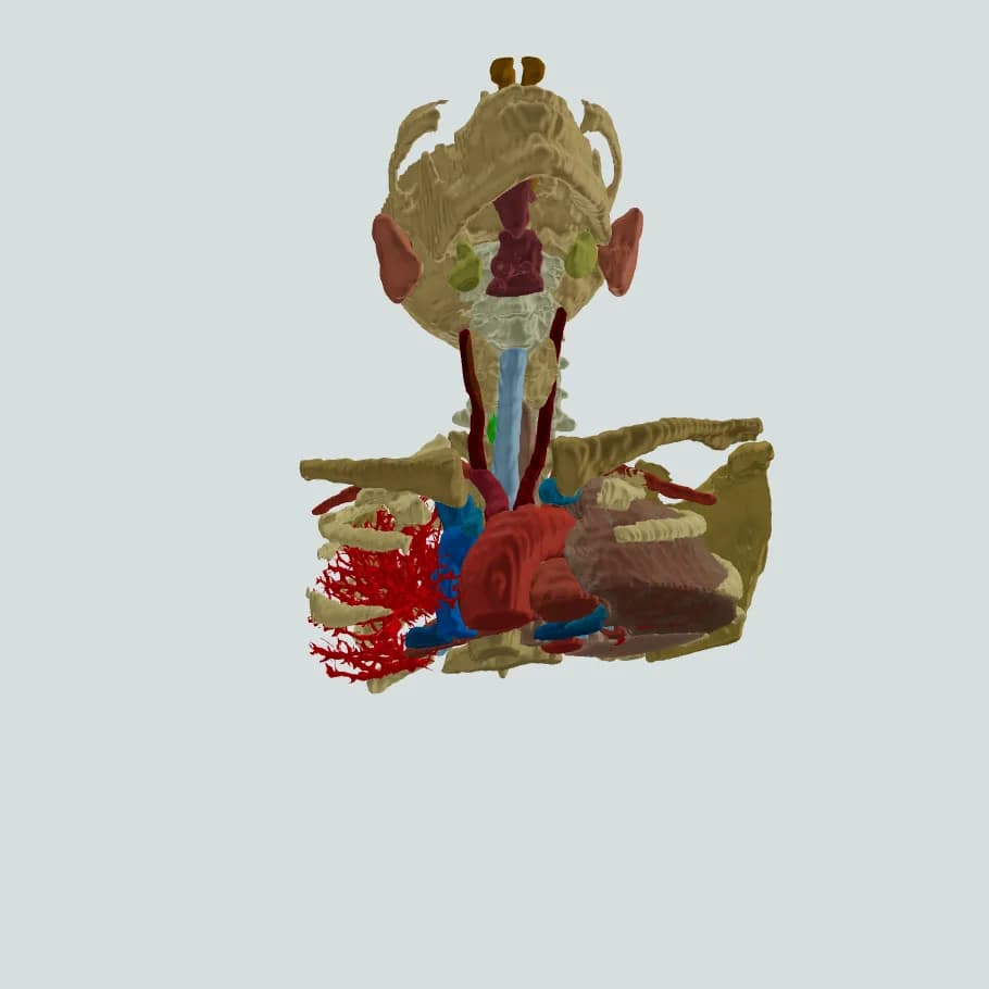 Head And Neck