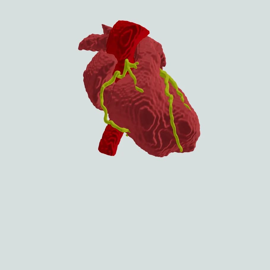 Heart