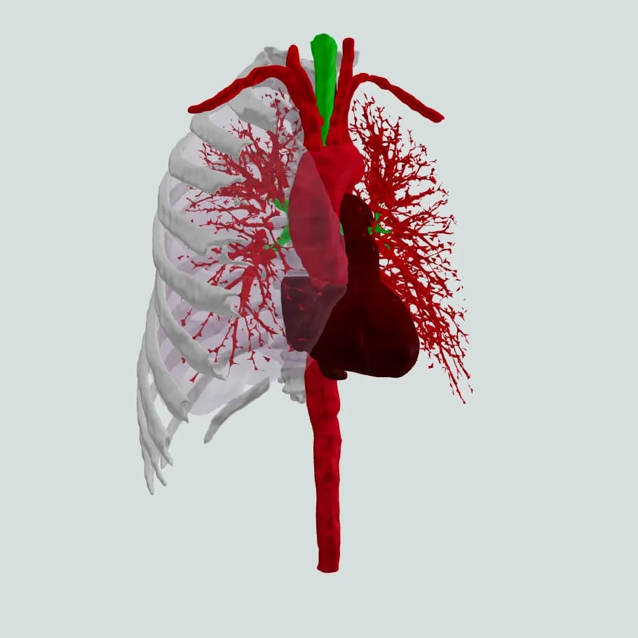 Lung